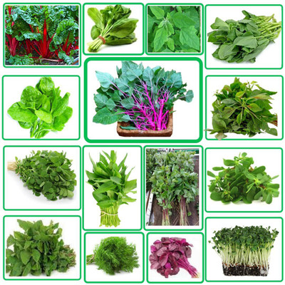 CYBEXIS 15 Varieties Leafy Vegetable Seed(10 g)