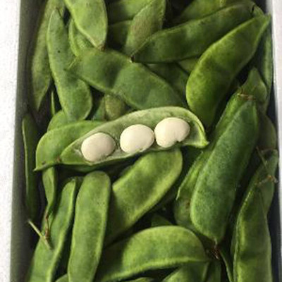 CYBEXIS Lentil Seeds, Annual Haricot Vegetable-100 Seeds Seed(100 per packet)