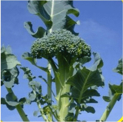 Qualtivate GBPT-1A Waltham Broccoli Seeds Seed(300 per packet)