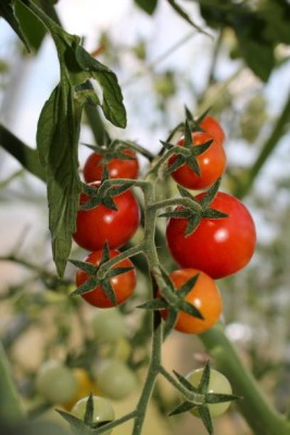 Around Creation tomato Seed(125 per packet)