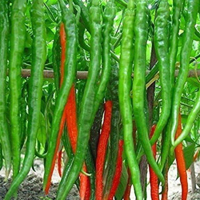 Aywal Green Chilli F1 Jwala Seed(700 per packet)