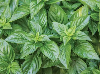 VibeX ® XXL-18 French basil Seeds Seed(1000 per packet)