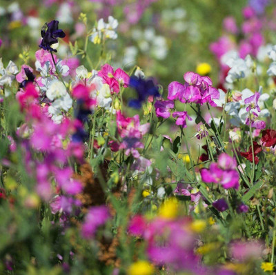 CYBEXIS Sweet Pea Old Fashioned Mixture Seeds Seed(1 g)