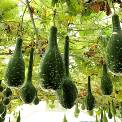 SeeGreen Bottle Gourd Hybird Seeds, Calabash Organic,Lau , lauki Seed(20 per packet)
