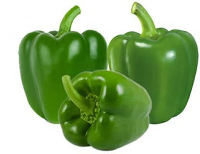CYBEXIS XLL-86 - Natural Green Capsicum - (1350 Seeds) Seed(1350 per packet)