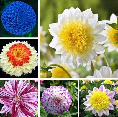 CYBEXIS XLL-69 - Rare Varieties Unique Blue Fireball Dahlia Mixed Color - (540 Seeds) Seed(540 per packet)