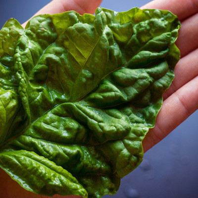 VibeX KGF -37 - BasilLettuce Leaf - (4500 Seeds) Seed(4500 per packet)