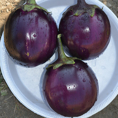 UGRA Brinjal/Eggplant Vegetable Seed(300 per packet)