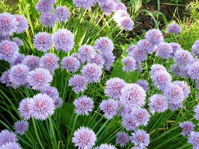 Biosnyg Disease-Resistant Wild Chives Onion Seeds for Terrace Gardening-(3000 Seeds) Seed(3000 per packet)