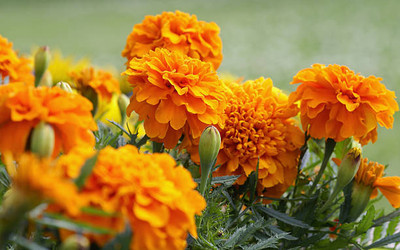 ibains Marigold seeds mix Seed(200 per packet)