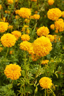 Aavik marigold/gende ka phool flower seeds Seed(50 per packet)