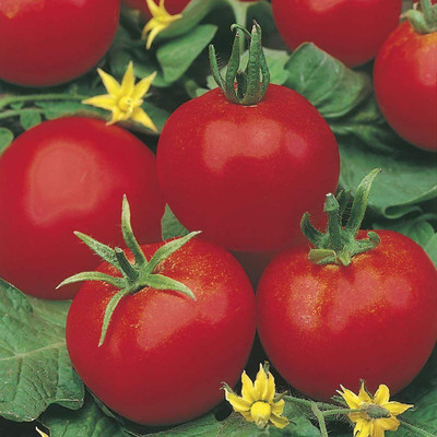 CYBEXIS TOMATO - MONEYMAKER - SEEDS500 Seeds Seed(500 per packet)