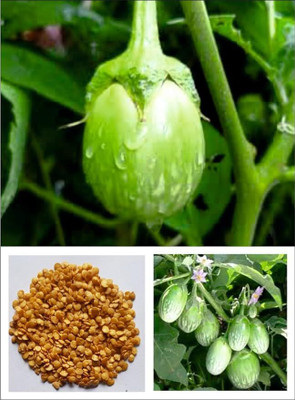 KNESSiN F1 Hybrid Green Thorne Brinjal Egg Plant Vegetable (400 Seeds) Seed(400 per packet)