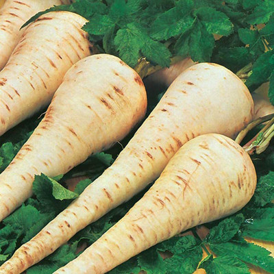 CYBEXIS Radish Parsnip F1 Gladiator (pelleted) Vegetable Seeds2400 Seeds Seed(2400 per packet)