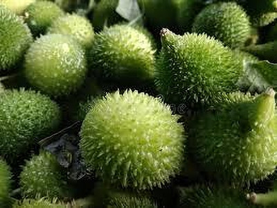 BJUBAS kantola seeds desi pack of 8 Seed(8 per packet)