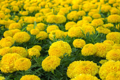 Pearlo marigold,gende ka phool seeds Seed(20 per packet)