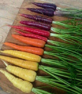 CRGO GAAJAR, CARROT Seed(700 per packet)