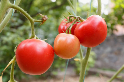 SHUBH SIDDHI tomato Seed(35 per packet)