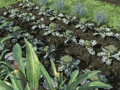 VibeX ATS-84 - Common Organic Broccoli - (150 Seeds) Seed(150 per packet)