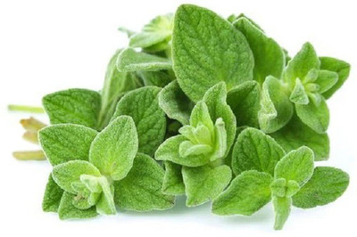 CYBEXIS OREGANO 2800 Seeds Seed(2800 per packet)
