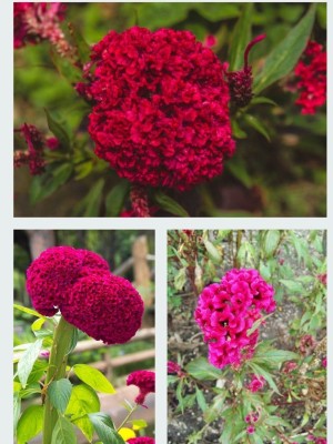 BSARKAR celosia flowers seed, flower seed Seed(100 per packet)