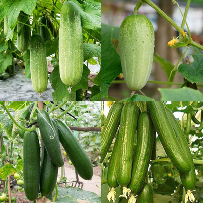 ibains Desi cucumber seeds Kakari sosa seeds pack of 82 Seed(82 per packet)