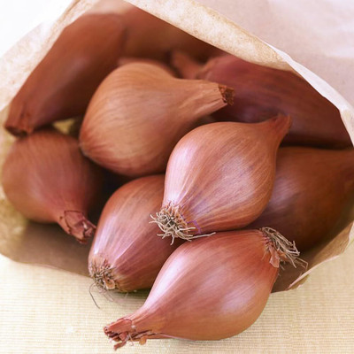 KNESSiN Easy to Grow Long Sweet Brown Onion Seeds for Terrace Gardening-(2400 Seeds) Seed(2400 per packet)