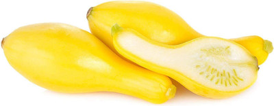 CYBEXIS LX-98 - Crookneck Yellow Squash - (675 Seeds) Seed(675 per packet)