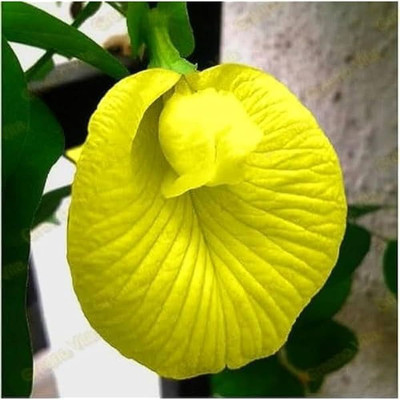 Pbevergreen Butterfly Pea Flower Seed(22 per packet)