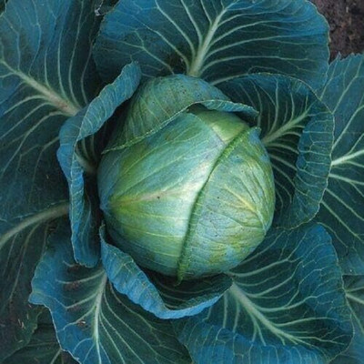 KNESSiN Cabbage Stonehead Seed(200 per packet)