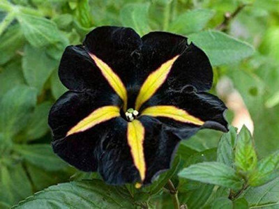 CYBEXIS Striped- Black and Yellow Petunia Seed(50 per packet)