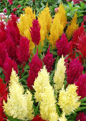 Lorvox Plumed Castle Celosia Seed(145 per packet)