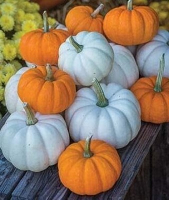 Qualtivate GBPT-4A Blue Jarrahdale Pumpkin - Blue Squash Seed(50 per packet)