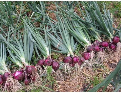 Avysa Red Onion Organic Seed(200 per packet)