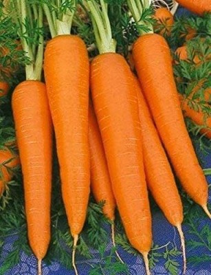 Qualtivate PUA-3A Shin Kuroda Carrot Seeds Seed(300 per packet)