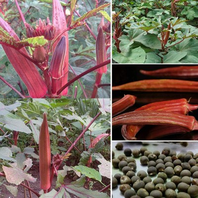 CYBEXIS Rare Red Okra Seeds 1600 Seeds Seed(1600 per packet)