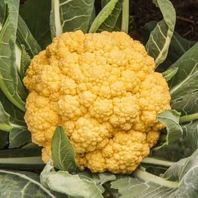 Aywal Yellow cauliflower Gobi Seed(45 per packet)