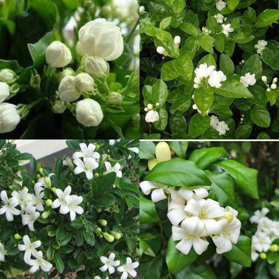 ibains Harsingar flower seed bij 17 Seed(17 per packet)