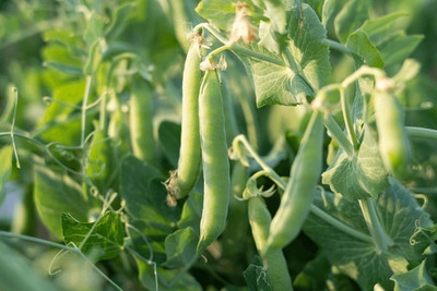 Flipkart SmartBuy Beans Seed(40 per packet)