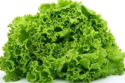 Qualtivate PUA-7A Lettuce - Xa Lach - Vietnamese Lettuce Seed(300 per packet)