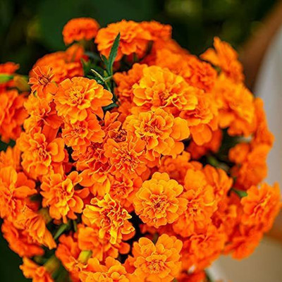 VibeX HUA-99 - Tangerine Double French Marigold - (250 Seeds) Seed(250 per packet)