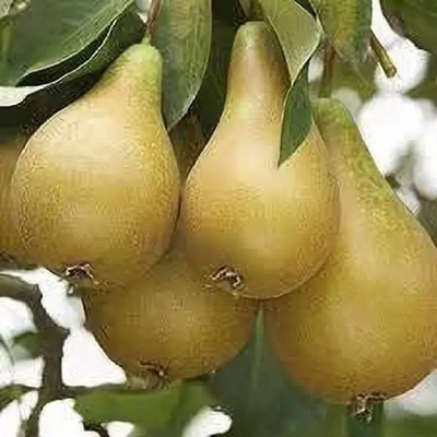 Aro Pear Seed(79 per packet)