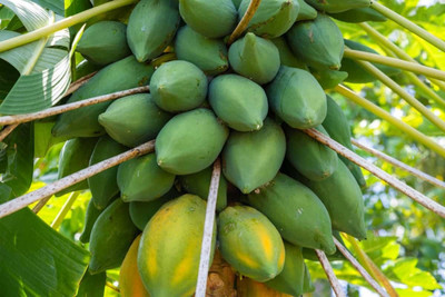 SBGARDEN Red Lady F1 Taiwan Papaya Seed(1010 per packet)