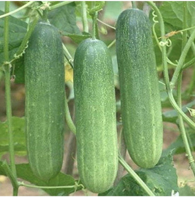 CRGO CUCUMBER , KHEERA Seed(250 per packet)