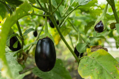 Kodali Hybrid F1 Brinjal Seeds Pack Of 70 Seed(70 per packet)