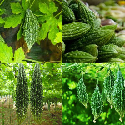 ibains karela seeds hybrid all seasons 26 Seed(26 per packet)