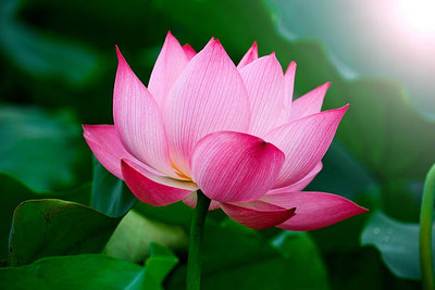 Just Jaivik lotus,kamal gatta Seed(14 per packet)