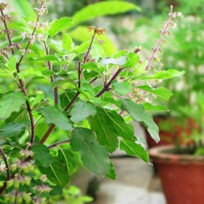 Aywal Shyam Tulsi Seed(15 per packet)