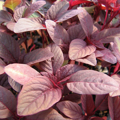 KNESSiN Baby Leaf Amaranth Red Seed(1250 per packet)