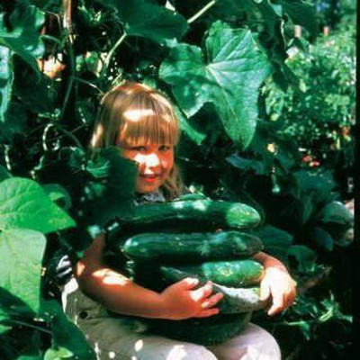 CYBEXIS VXI-2 - Sweet Success Hybrid Cucumber - (1350 Seeds) Seed(1350 per packet)